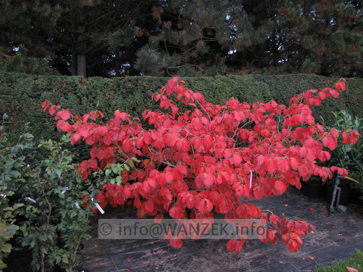 Hamamelis Diana Herbstfaerbung 01.JPG